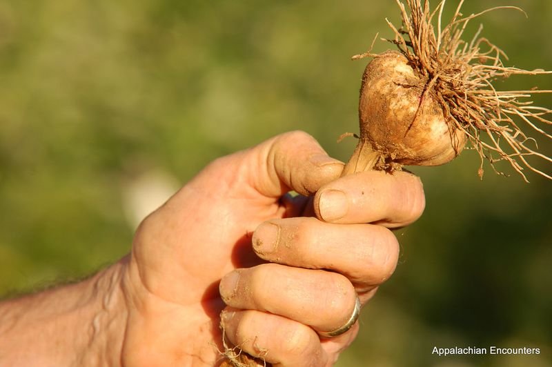 resources of Sell china garlic exporters