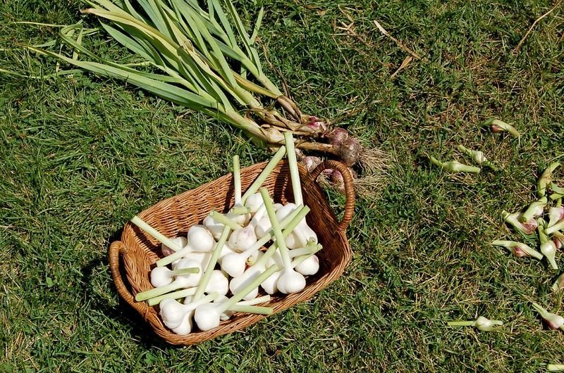 resources of Garlic exporters