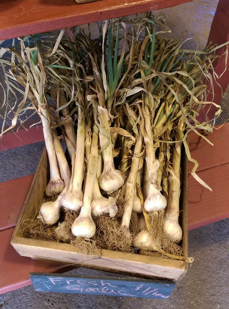 resources of Fresh Garlic exporters resources of Fresh Garlic exporters