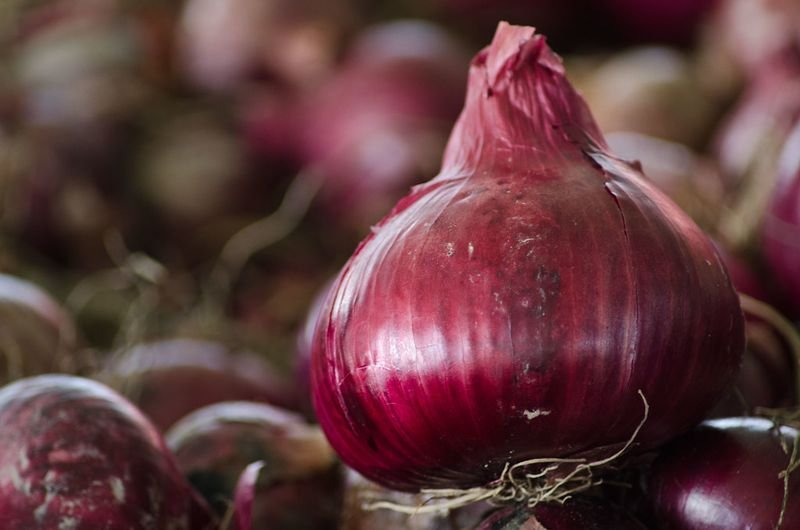 resources of Agrifound Light Red Onion exporters