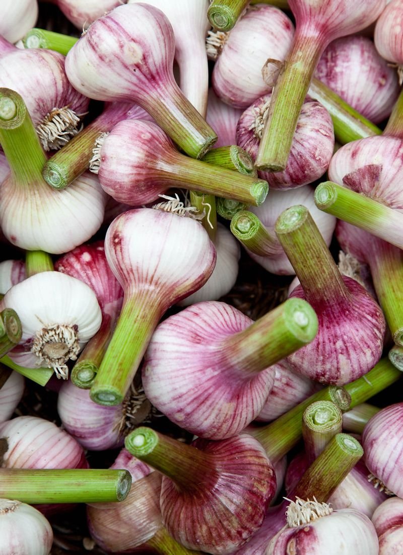 resources of Fresh Garlic exporters