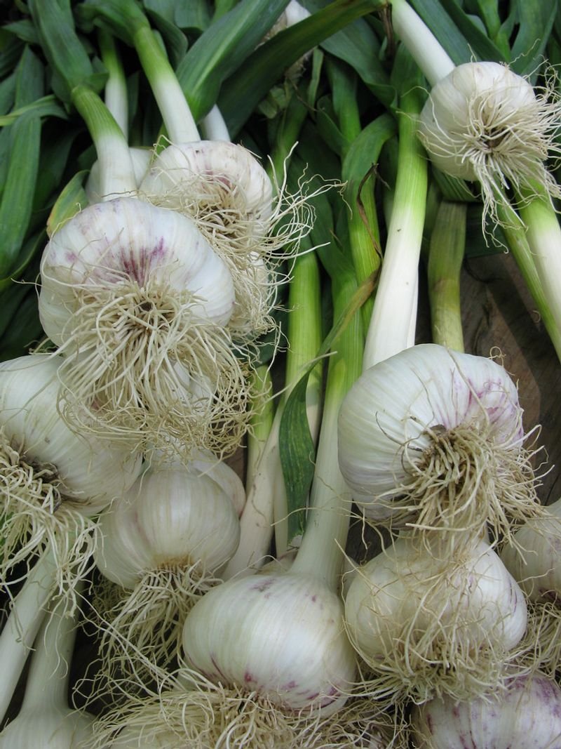 resources of 2006 garlic exporters