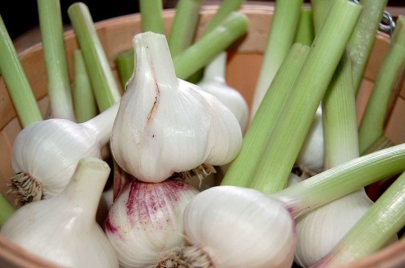 resources of Fresh garlic exporters