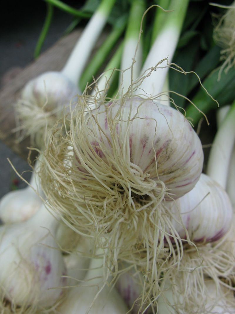 resources of Agrifound White Onion exporters