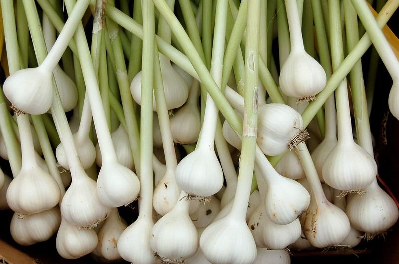 resources of Fresh Garlic exporters