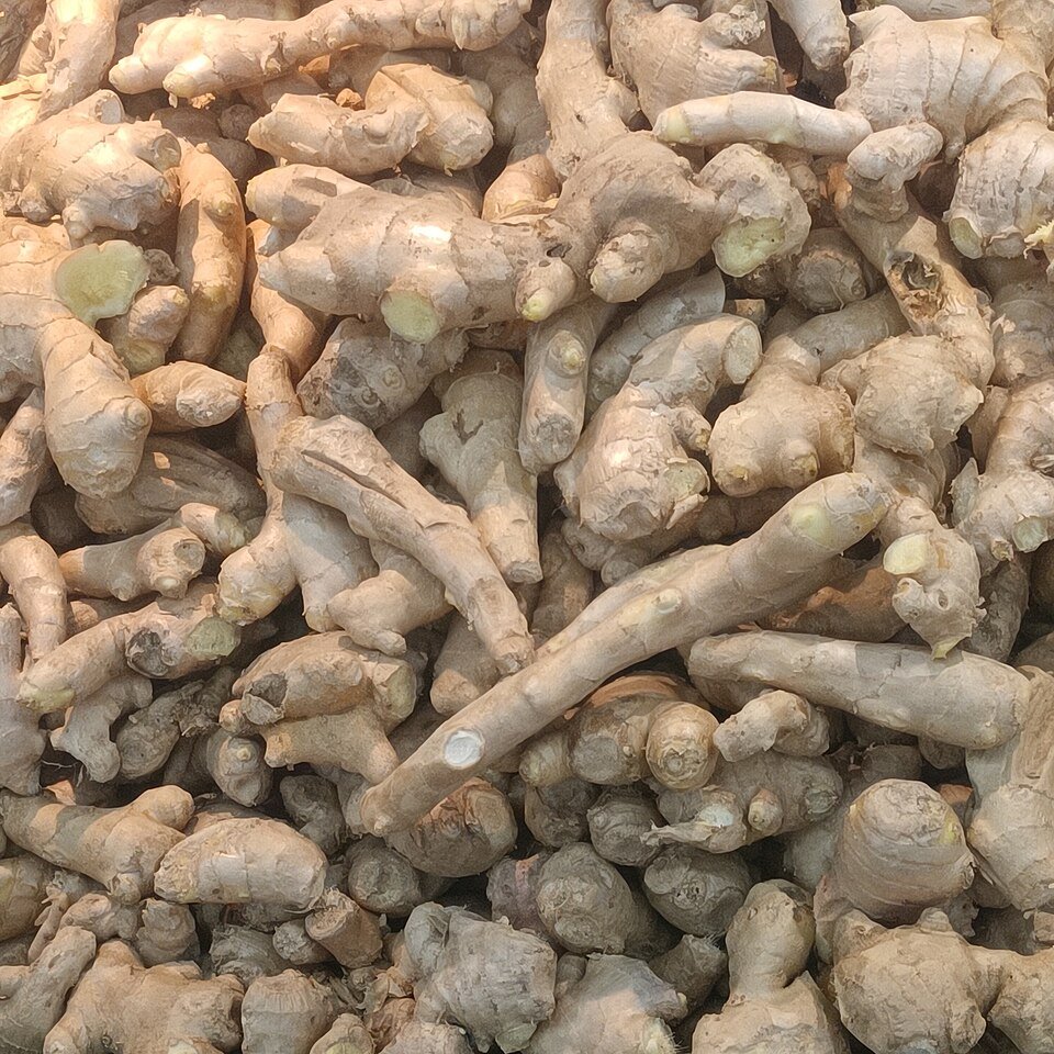 Fresh Ginger Exporters, Wholesaler & Manufacturer | Globaltradeplaza.com