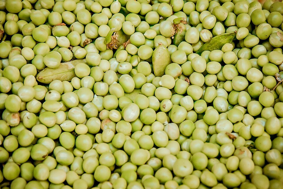 Fresh Green Peas Exporters, Wholesaler & Manufacturer | Globaltradeplaza.com