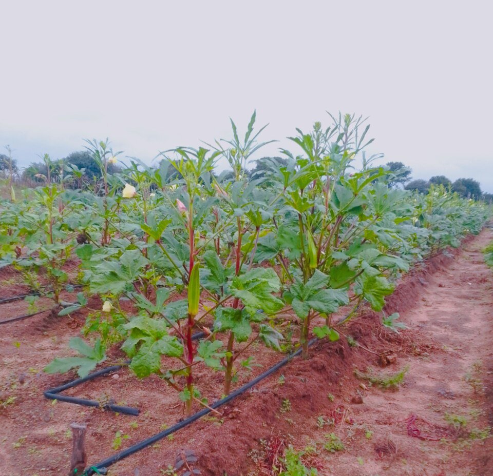 Fresh Lady Finger Exporters, Wholesaler & Manufacturer | Globaltradeplaza.com