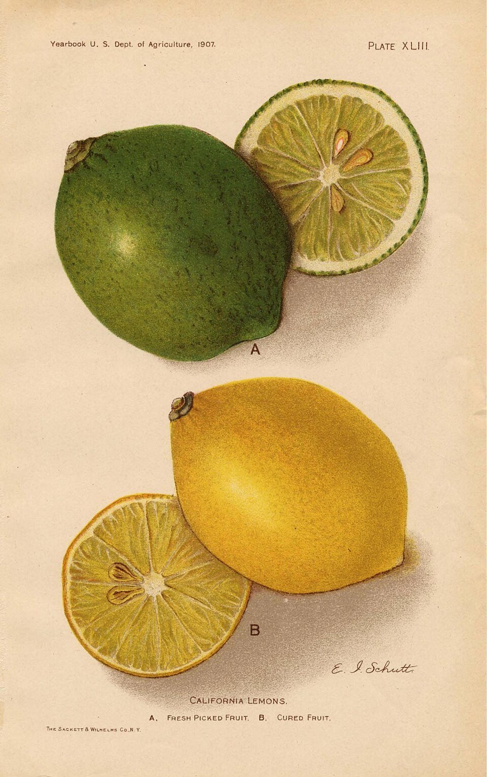 resources of Lemon Cologne exporters