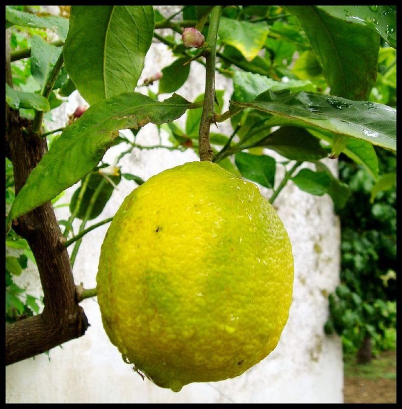 resources of Bergamot Oil Cold Pressed Italian exporters