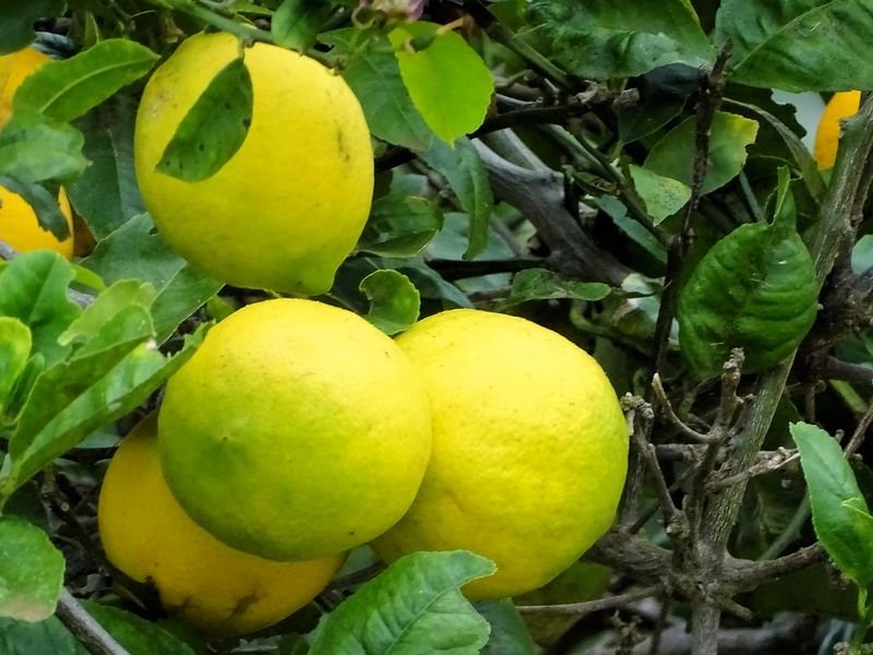 resources of Yellow Tampala Bajakah exporters