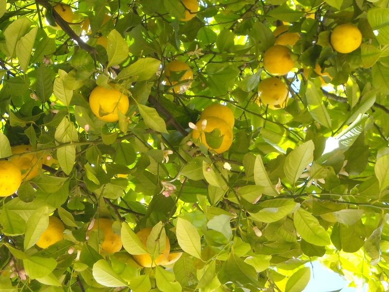 resources of Wholesale Fresh Lime Lemon Seedless Green Lemon exporters