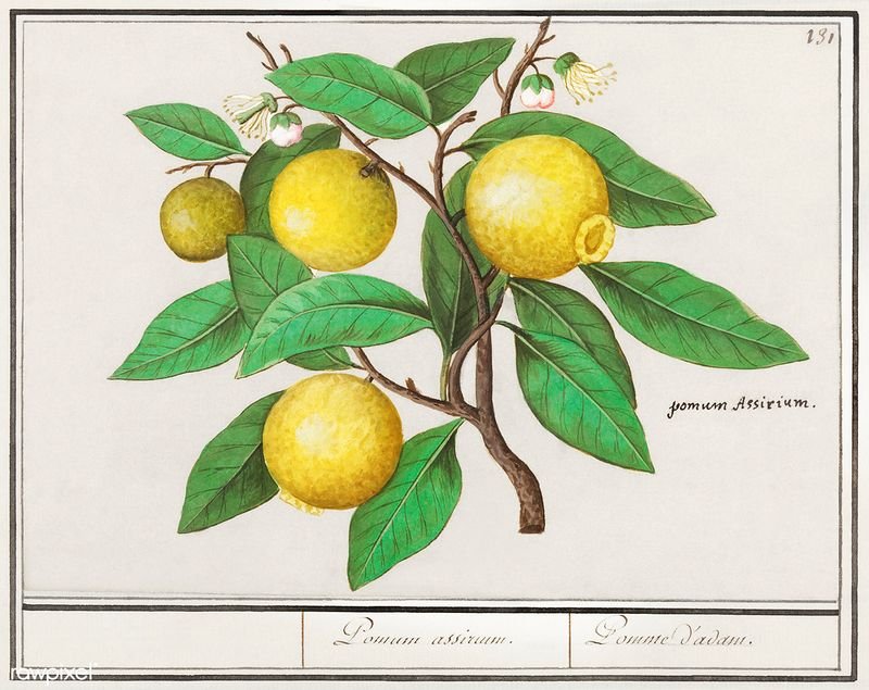 resources of D Limonine exporters