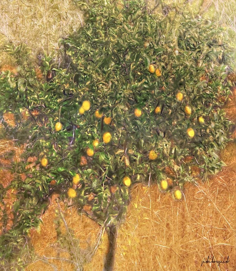 resources of Lemon exporters resources of Lemon exporters