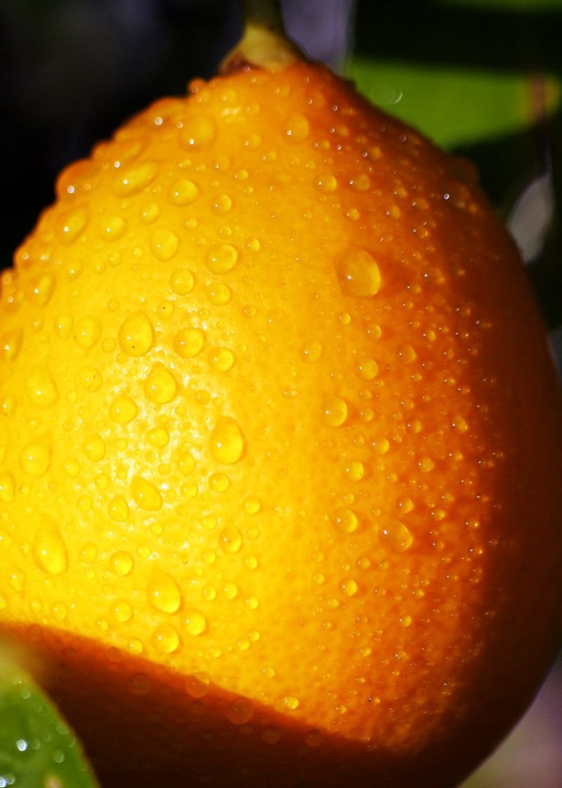 resources of Orange Concentrate exporters