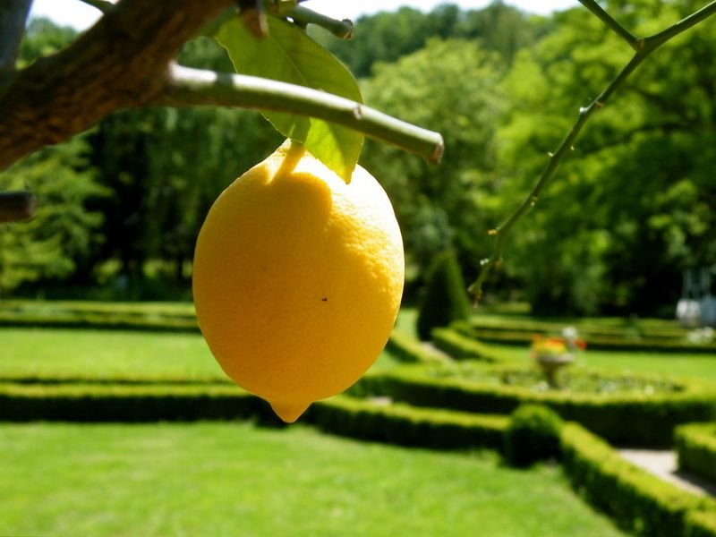 resources of Lemon exporters