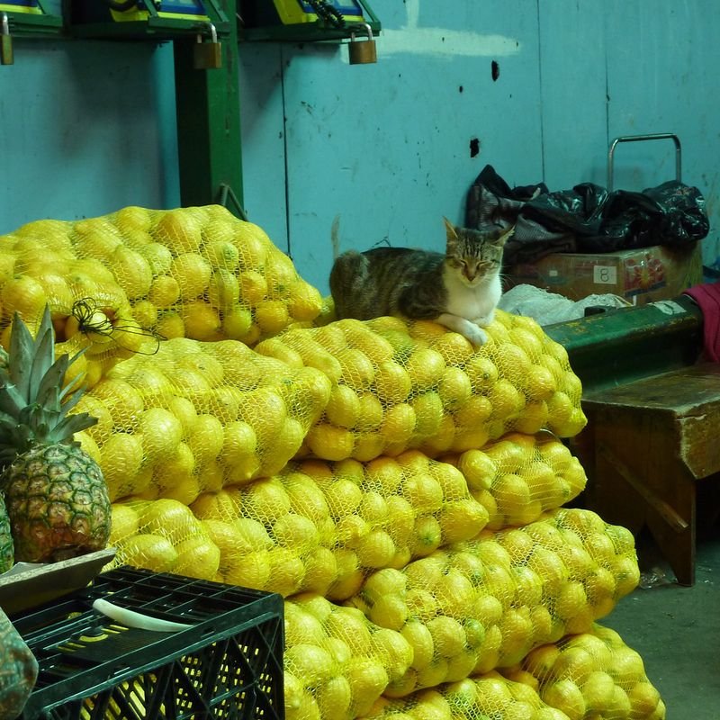 resources of Fresh lime/ Seedless lemon/ Green lemon exporters
