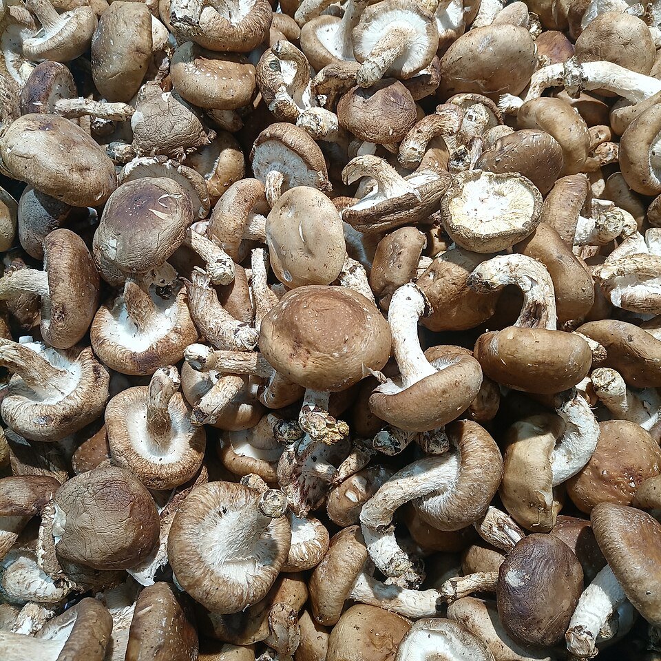 Fresh Mushroom Exporters, Wholesaler & Manufacturer | Globaltradeplaza.com