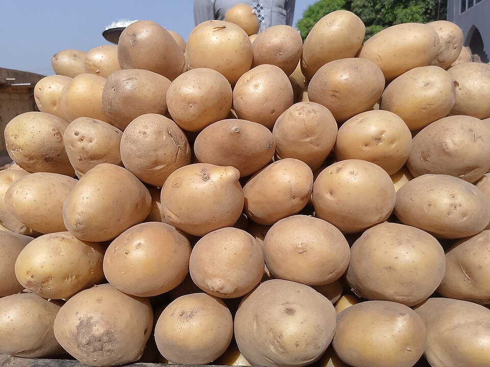 Fresh Potato Exporters, Wholesaler & Manufacturer | Globaltradeplaza.com