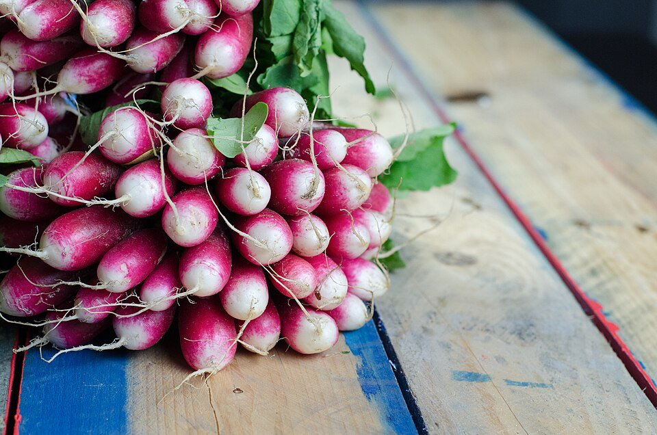 Fresh Radish Exporters, Wholesaler & Manufacturer | Globaltradeplaza.com