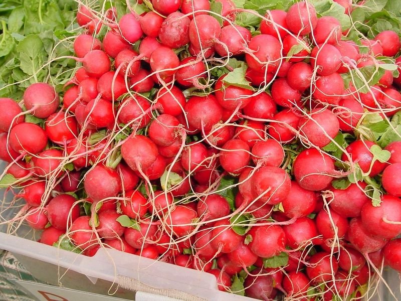 resources of Organic White Radish From India exporters