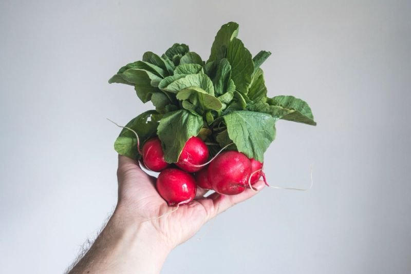 resources of Punnets exporters resources of Punnets exporters