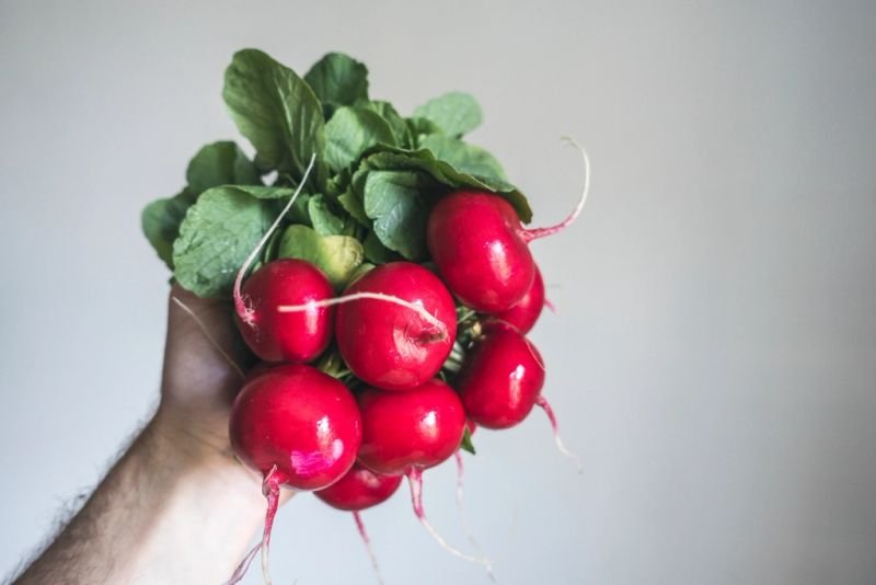 resources of Radish exporters