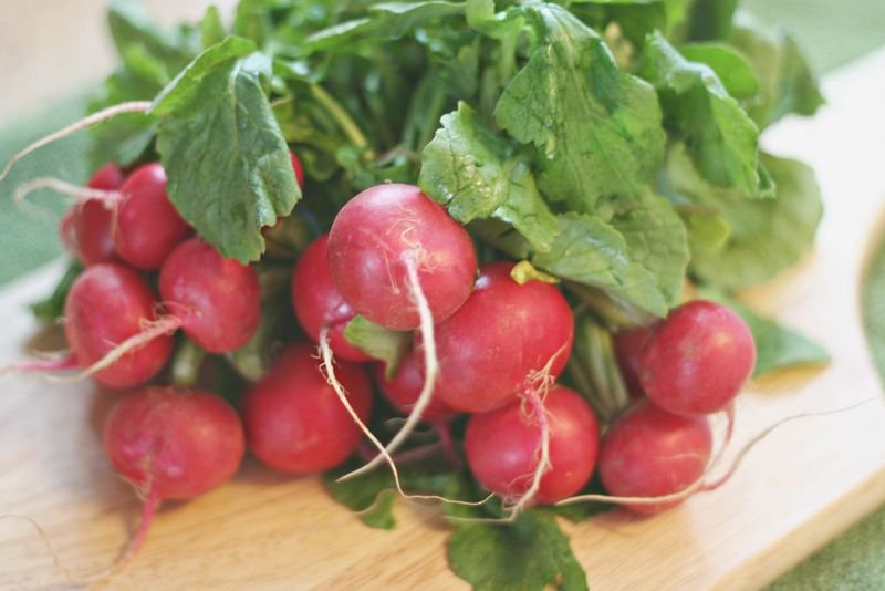 resources of Radish exporters