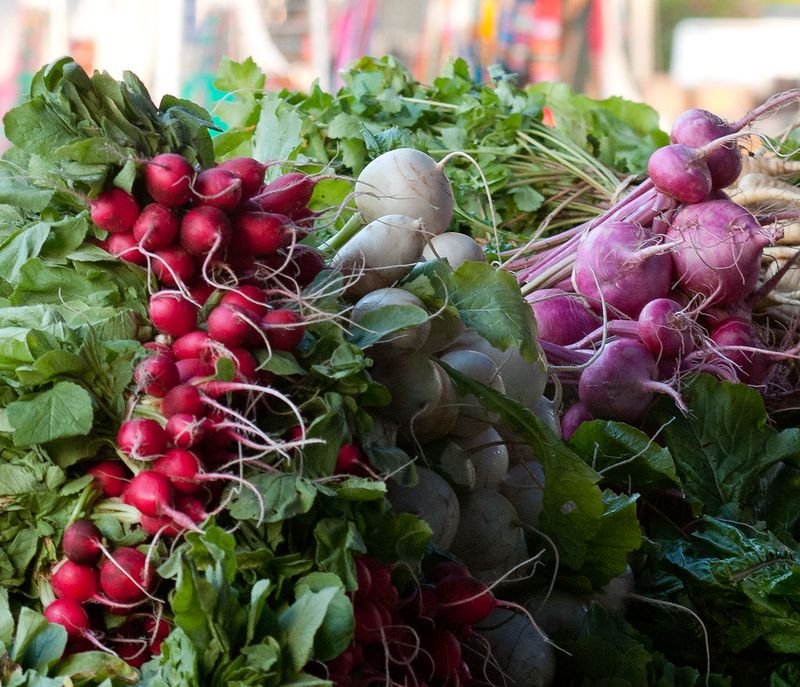 resources of Radish exporters