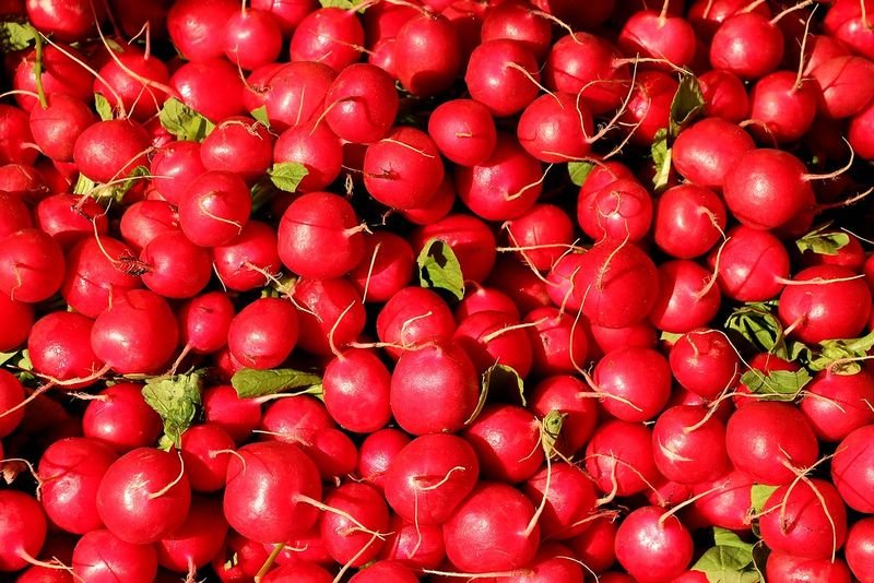 resources of Rosehip Extract Vitamin C exporters