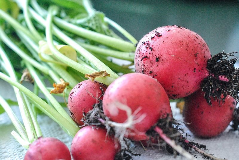resources of Fresh Radish exporters