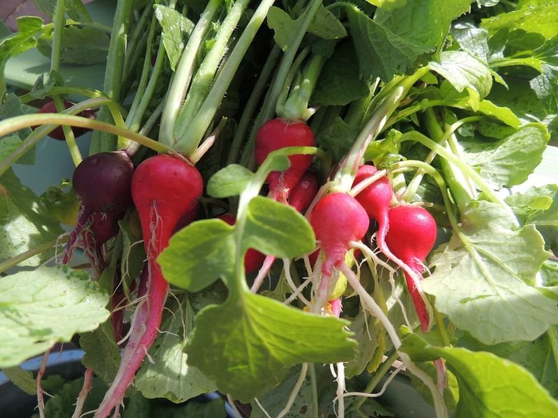resources of Beetroot exporters