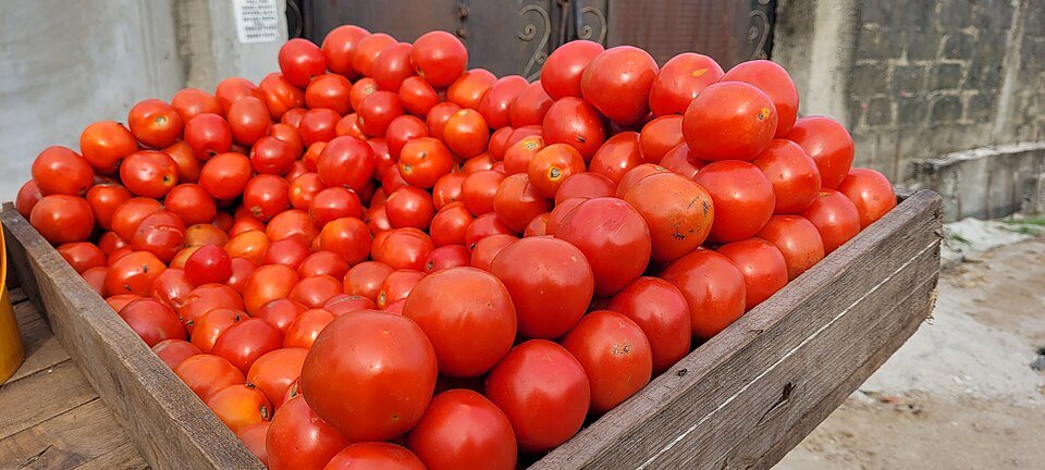 Fresh Tomato Exporters, Wholesaler & Manufacturer | Globaltradeplaza.com