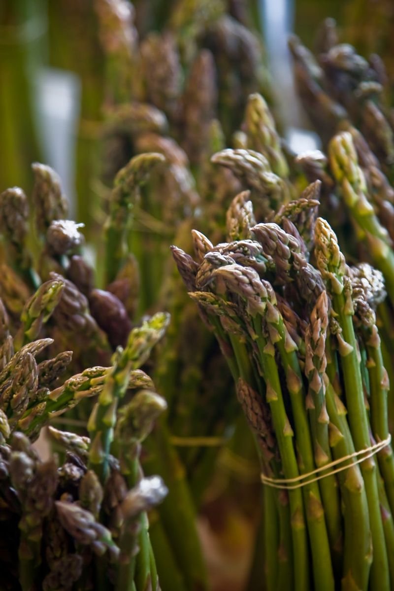 resources of Green Asparagus exporters
