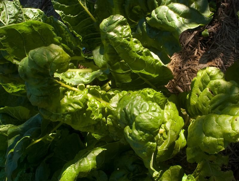 resources of Fresh Celery exporters