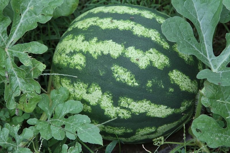 resources of Watermelon exporters