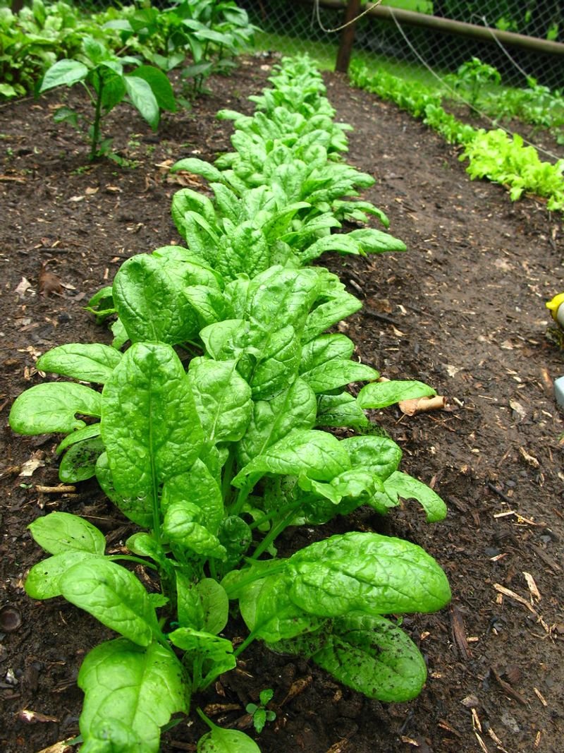 resources of Celery (Pak Chi Farang) exporters
