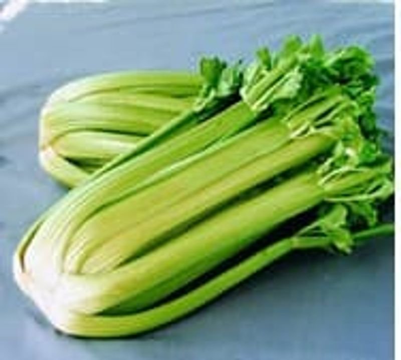 resources of Fresh vegetables exporters