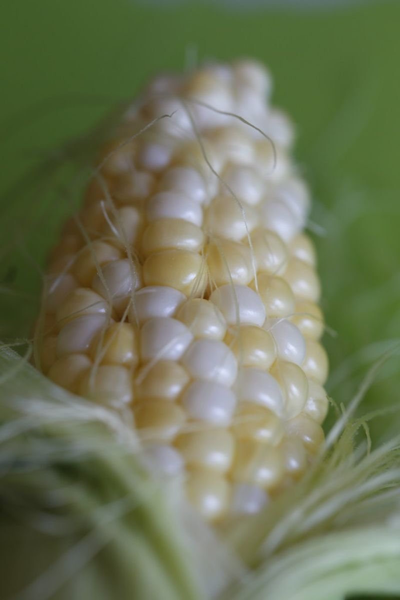 resources of Corn exporters