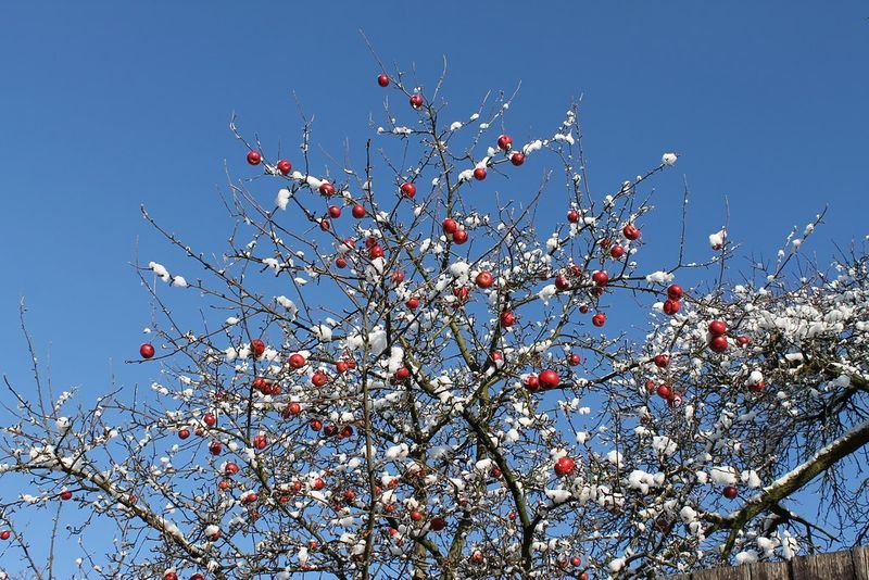 resources of Winter Cherry Oil exporters