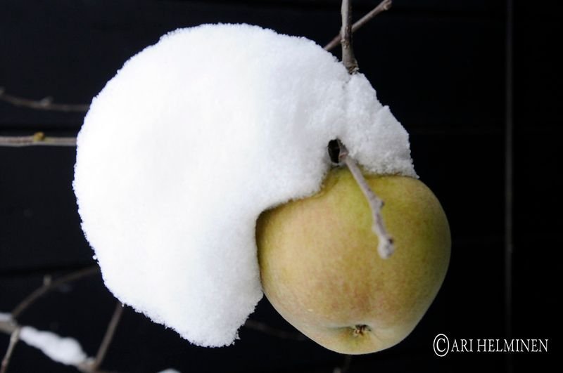 resources of Frozen Pear Dice exporters
