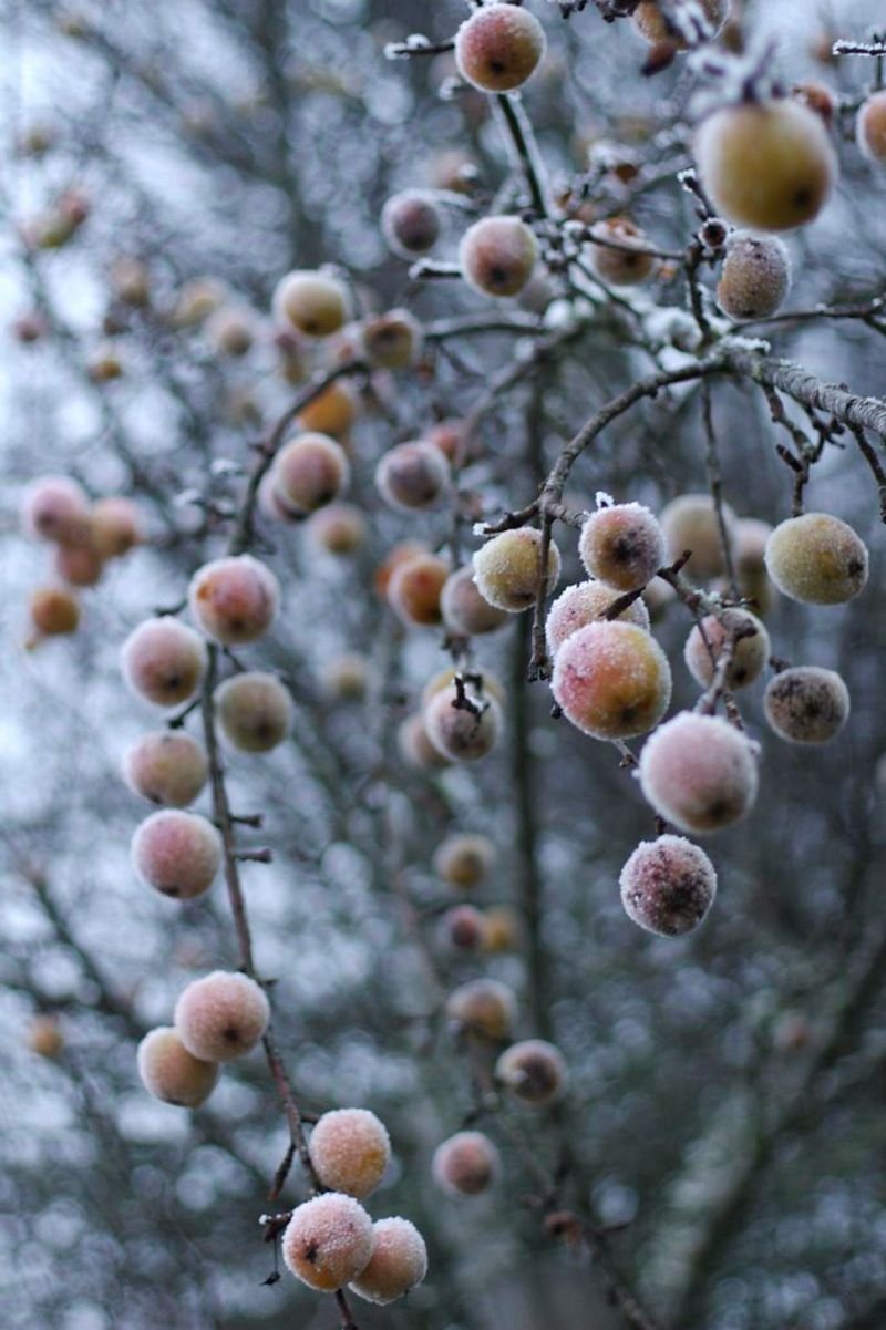 resources of Rosehips, Fruit, Frozen exporters