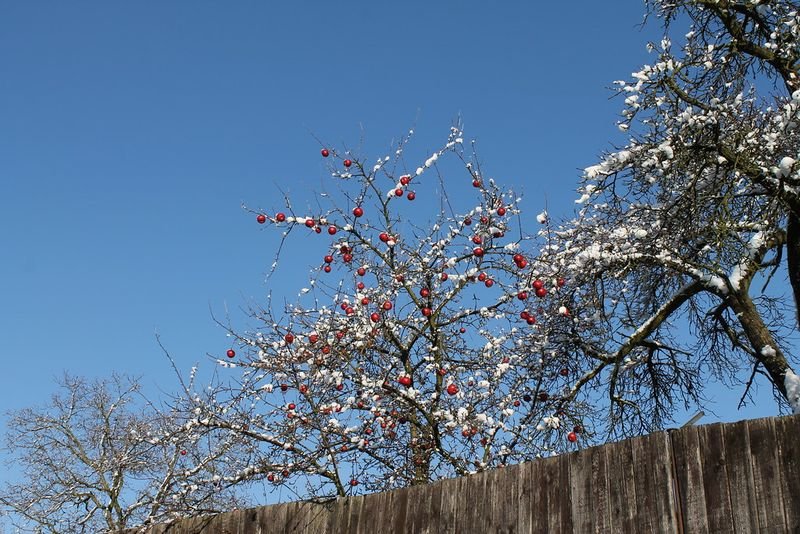 resources of Redhaw Hawthorn Berries Crataegus Laevigata exporters