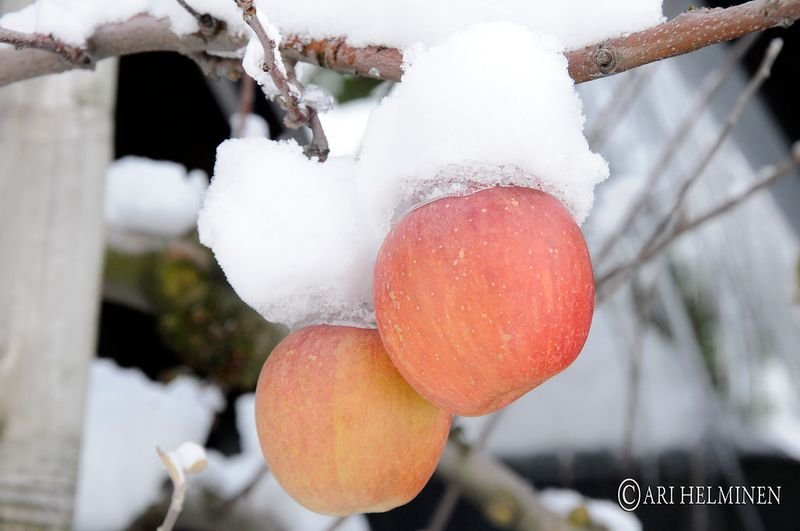 resources of Fuji apple exporters