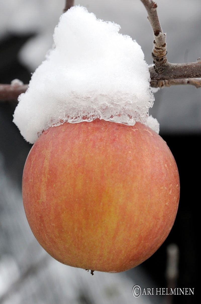 resources of Apple Shimla exporters