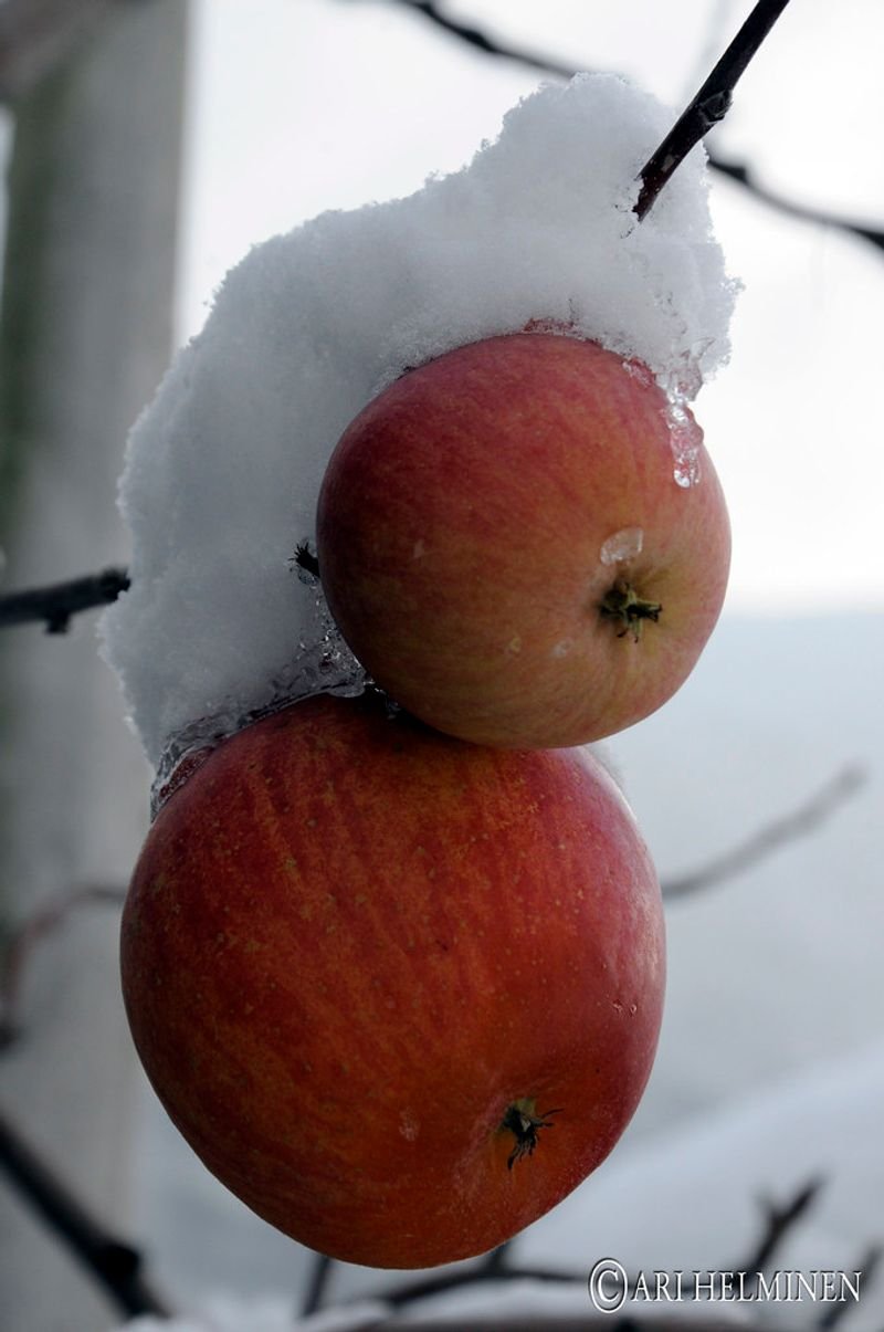 resources of Apples exporters