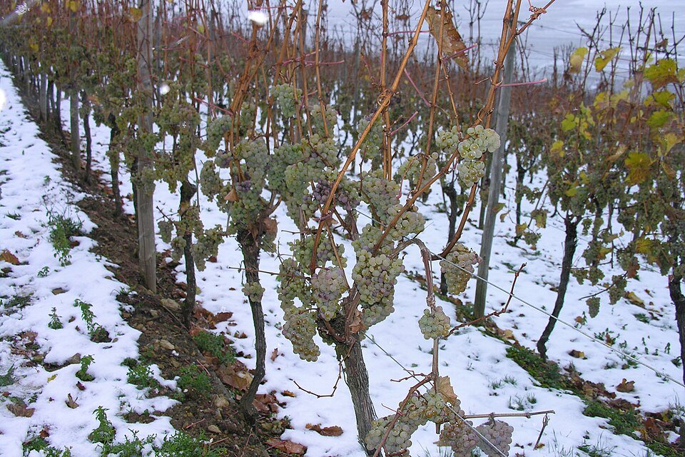 resources of Botticino classico exporters