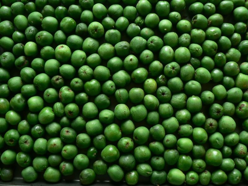resources of Peas exporters