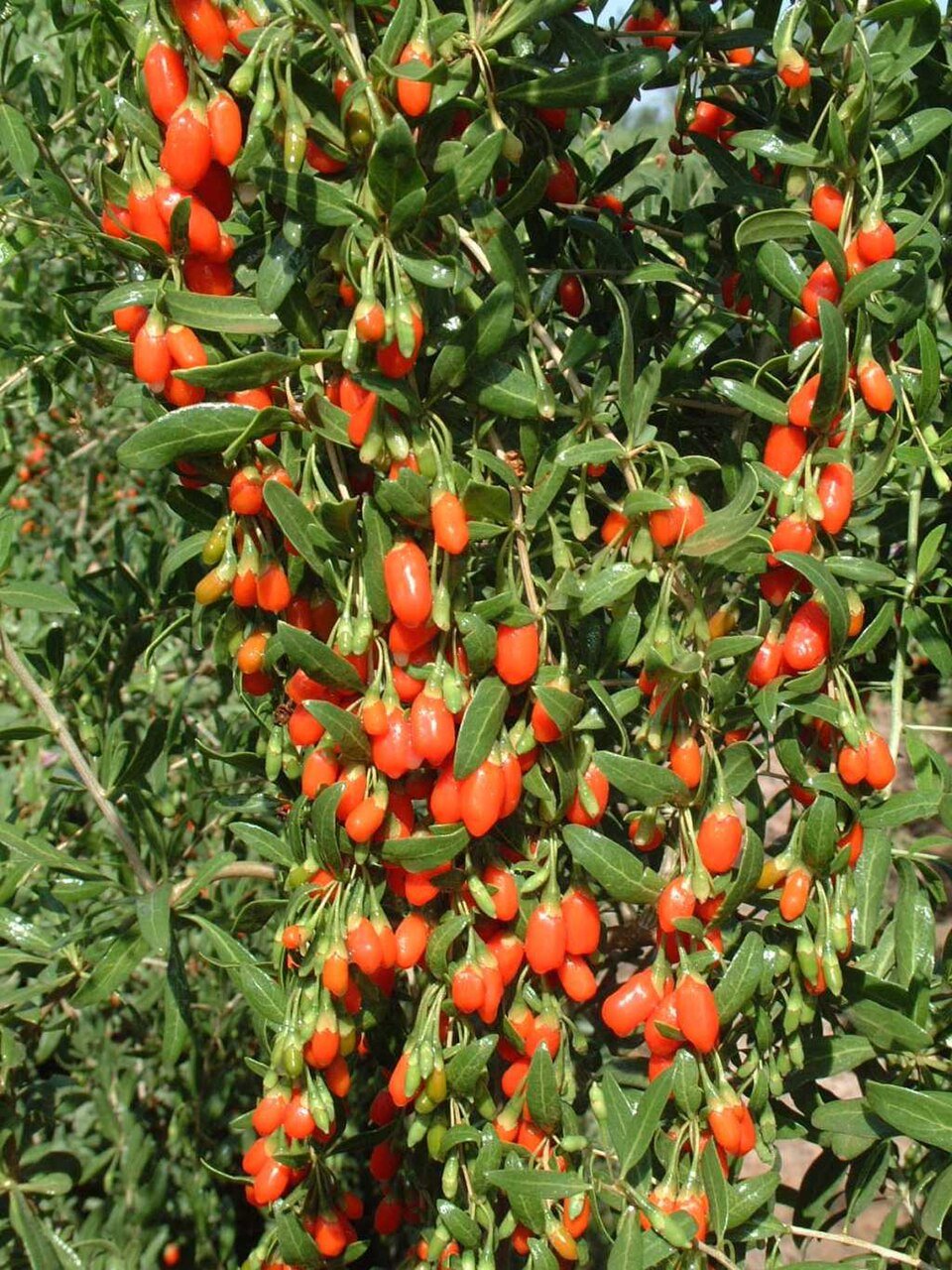 Goji Berry Exporters, Wholesaler & Manufacturer | Globaltradeplaza.com