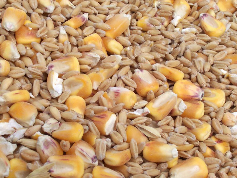 Grains & Cereals Exporters, Wholesaler & Manufacturer | Globaltradeplaza.com
